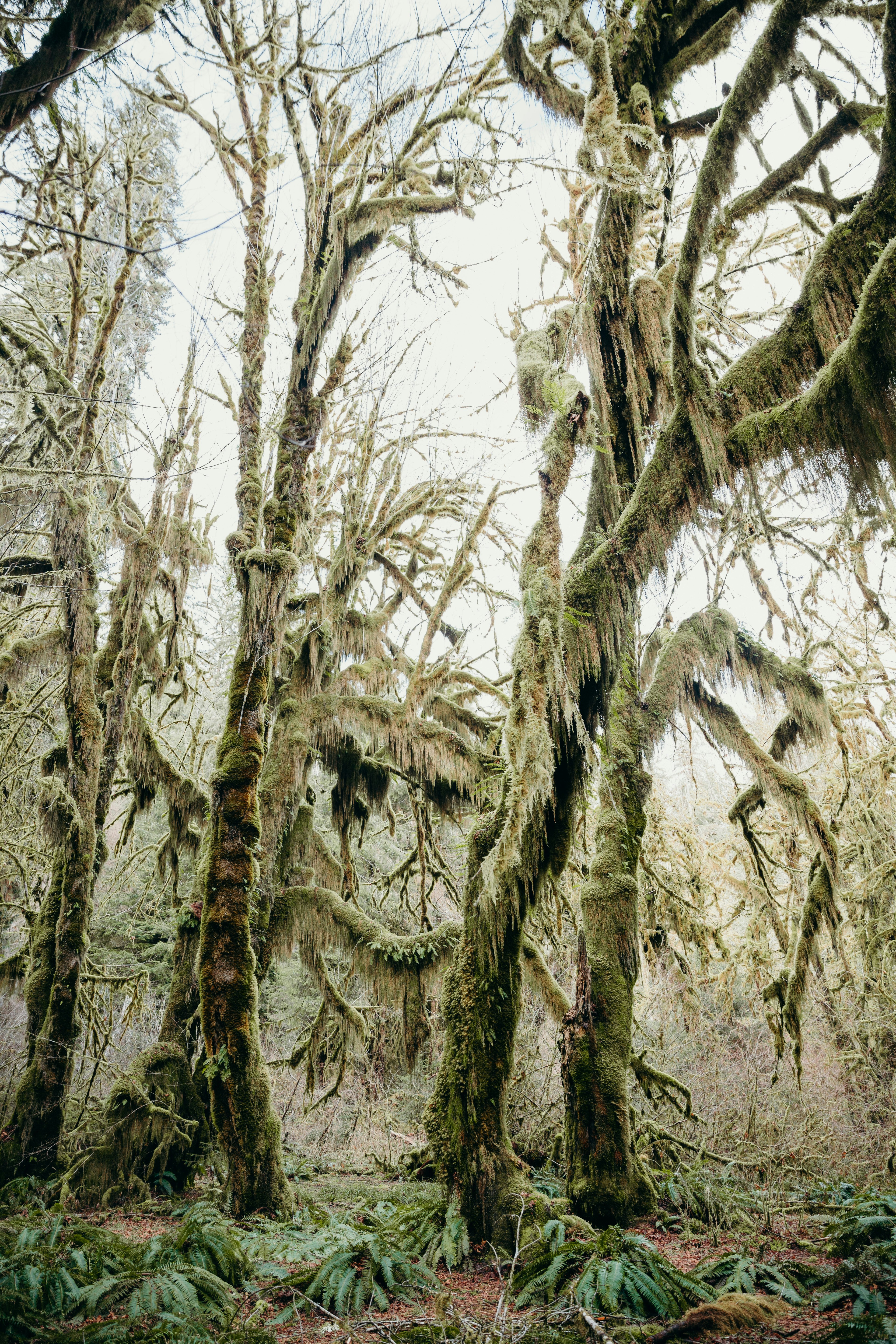 brown leafless tree during daytime